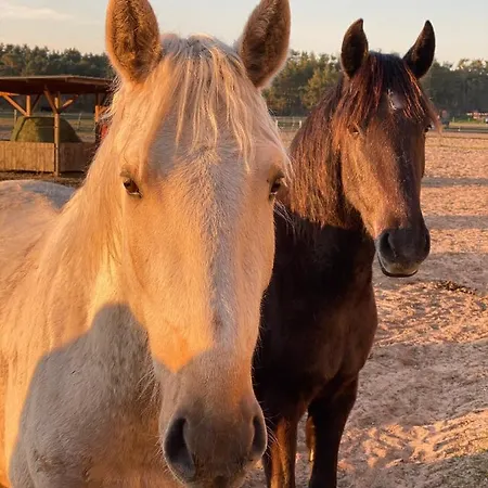 Auf Pferdehof * Dreetz
