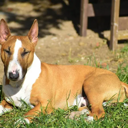 Apartamento Auf Pferdehof *