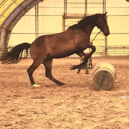 Auf Pferdehof Apartamento