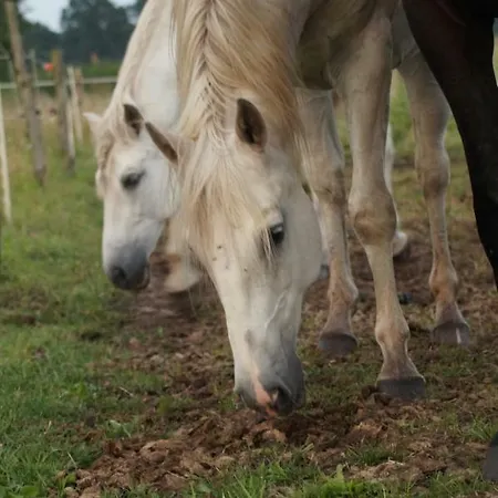 Auf Pferdehof * Dreetz