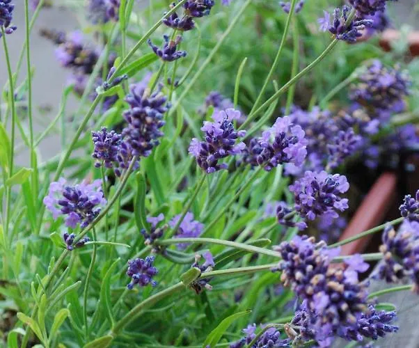 Auf Pferdehof Apartment *